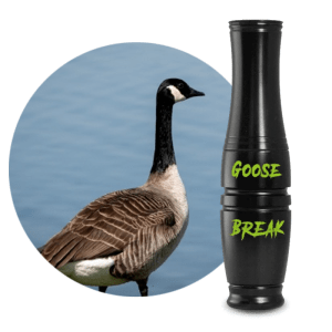 recall designs calls goose break