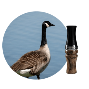 recall designs calls goose short fuse bocote/african blackwood